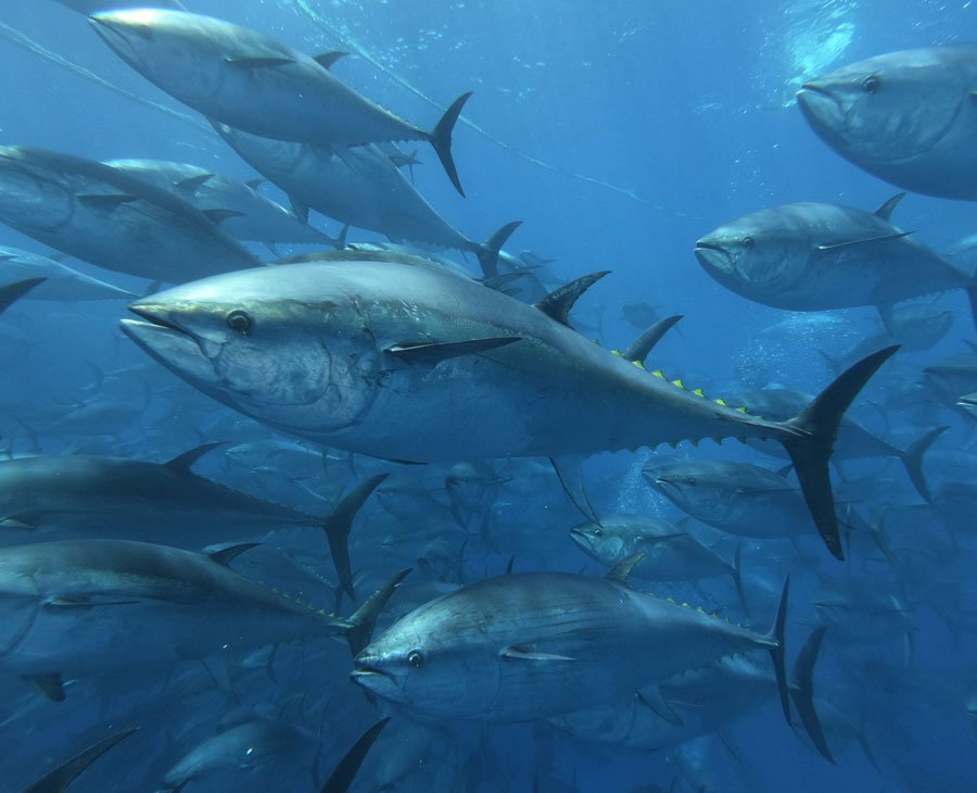 Tuna on sea