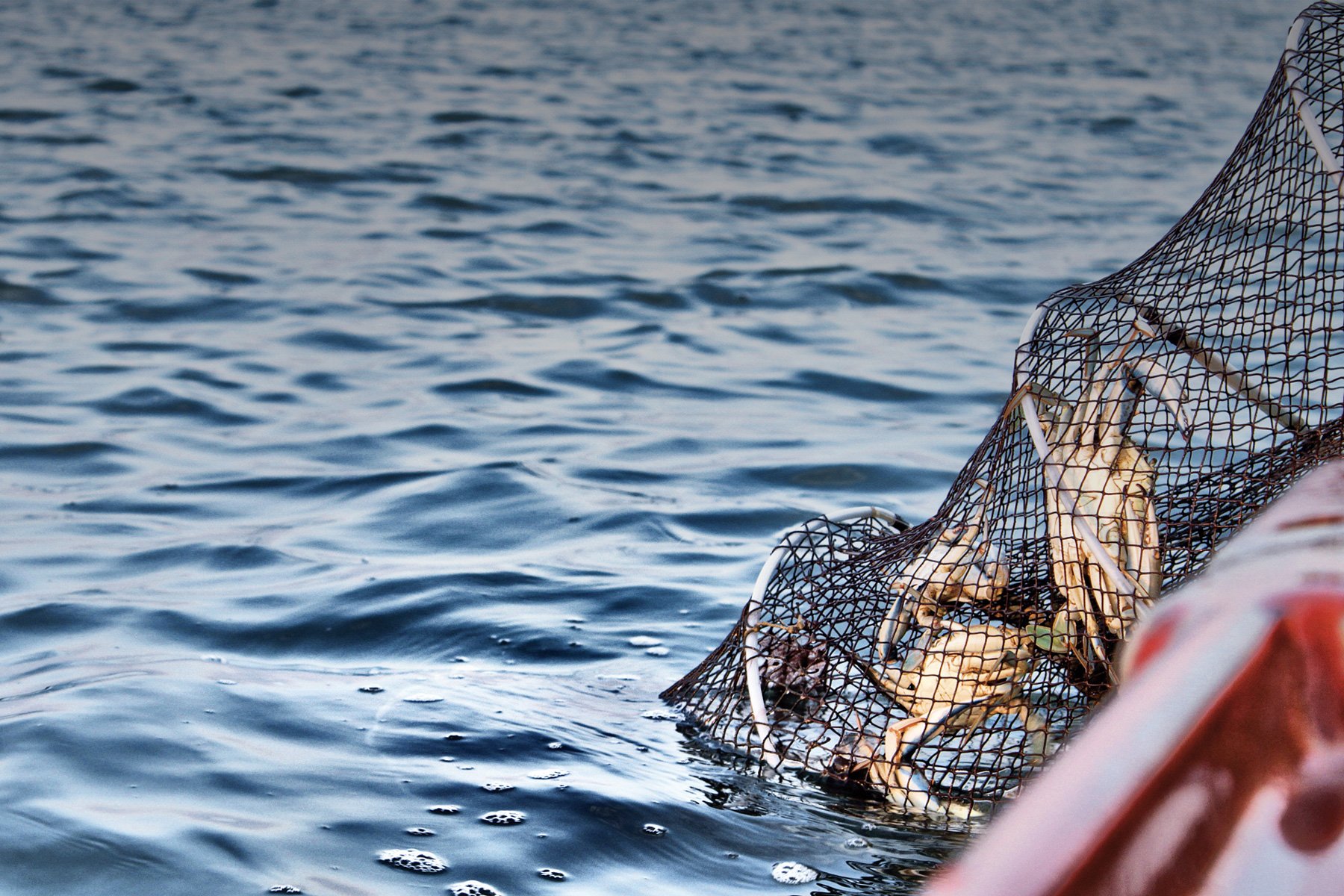 Crabs on fishing net
